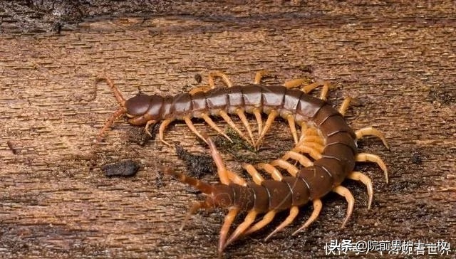 被蜈蚣咬伤关注3点,蜈蚣咬伤用什么草药