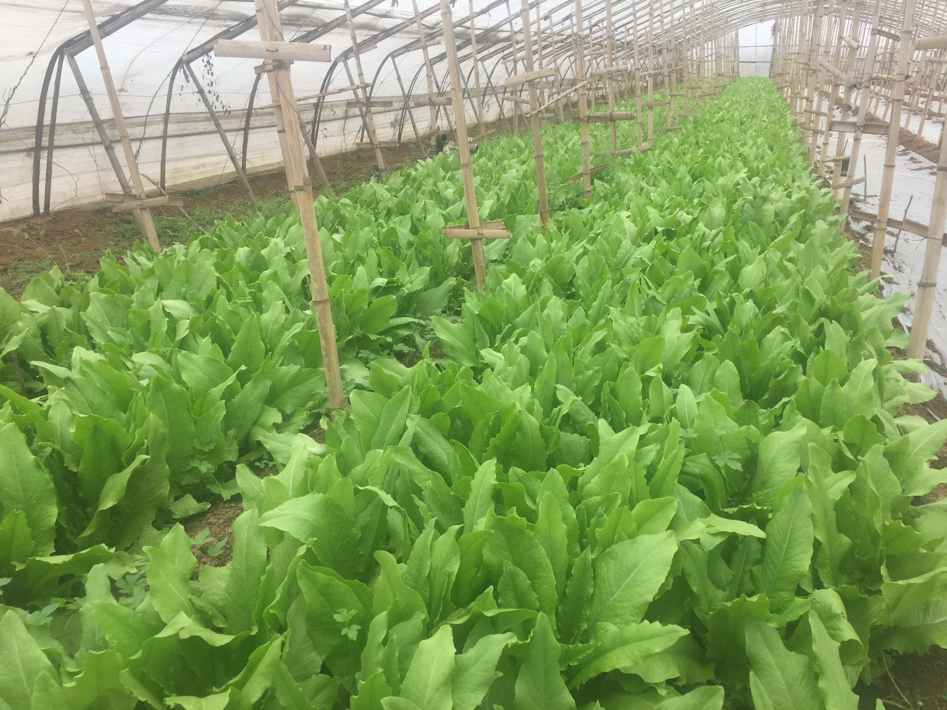 蔬菜大棚绿苔怎么消除,大棚里土地起绿苔是怎么回事