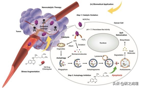 鍌寲蹇姤鏈熷垔,鍌寲鏉傚織灏侀潰