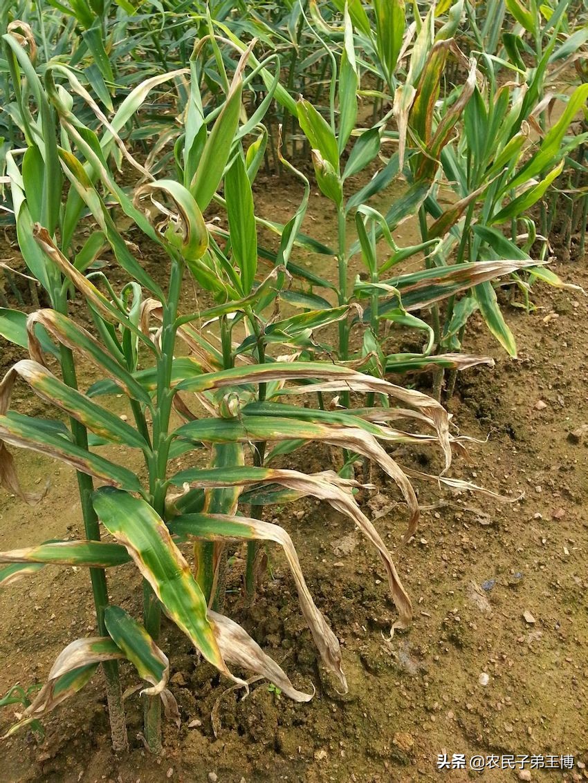 大姜立枯病的症状原因及防治方法,大姜预防死棵的最佳时间