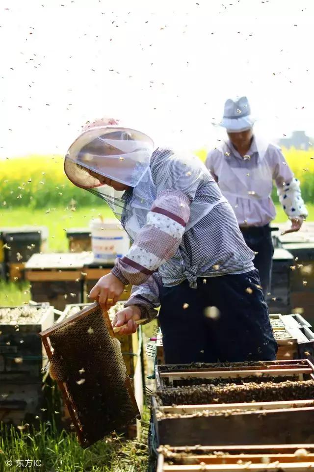 养蜂掌握哪四个时间就能养好蜂,中蜂与意蜂的区别圆桶养蜂