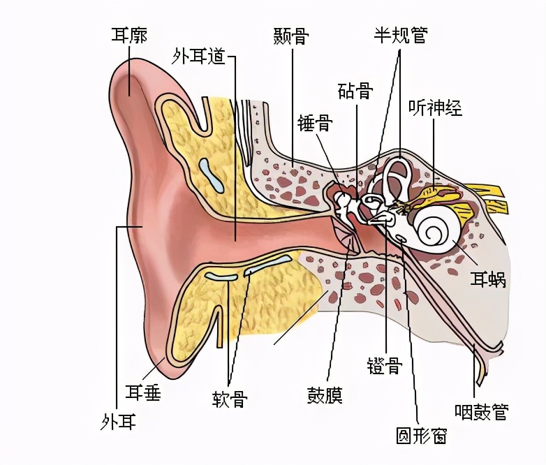 胆脂瘤型中耳炎会引起头痛吗,化脓性中耳炎与胆脂瘤有关吗