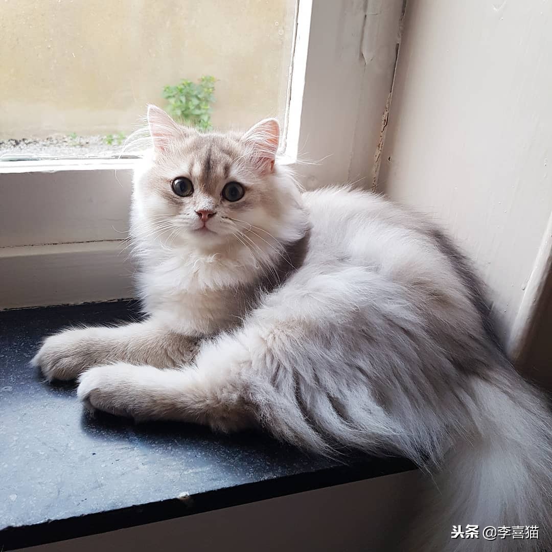 各种猫咪不同的外表和性格,不同品种的猫咪特点