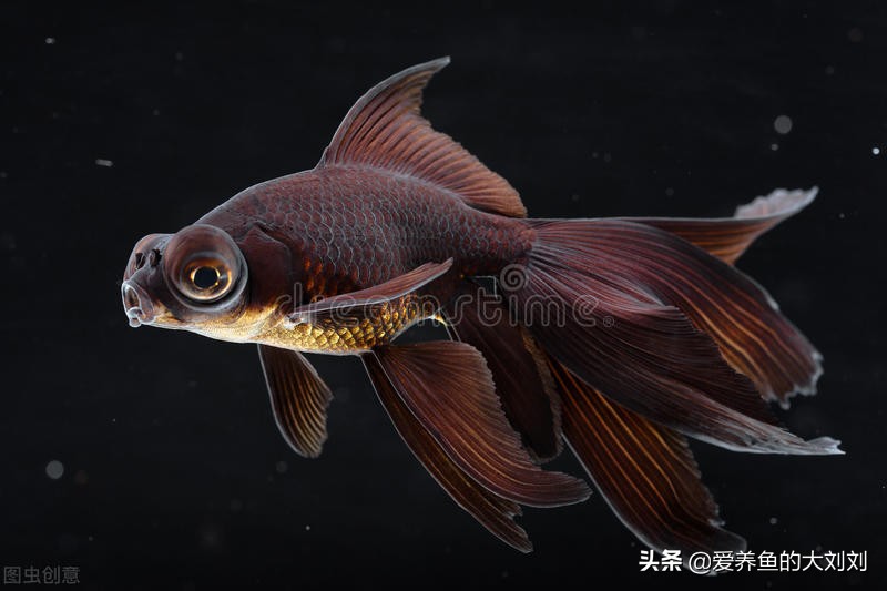 金鱼眼圈变黑怎么回事,为什么我的金鱼尾巴会变黑色