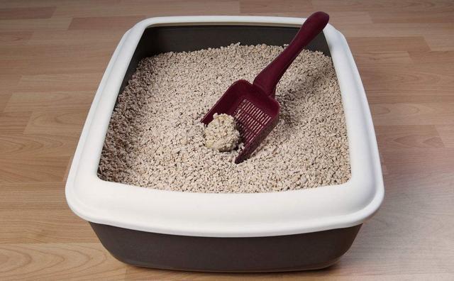 猫咪吃猫砂怎么办,猫咪吃猫砂了怎么办纠正