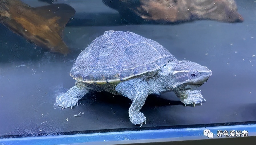 乌龟腐皮怎么治最有效果,乌龟如何预防腐皮