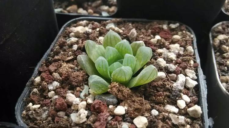 万象十二卷多肉怎么繁殖,多肉十二卷的养殖方法和关注事项