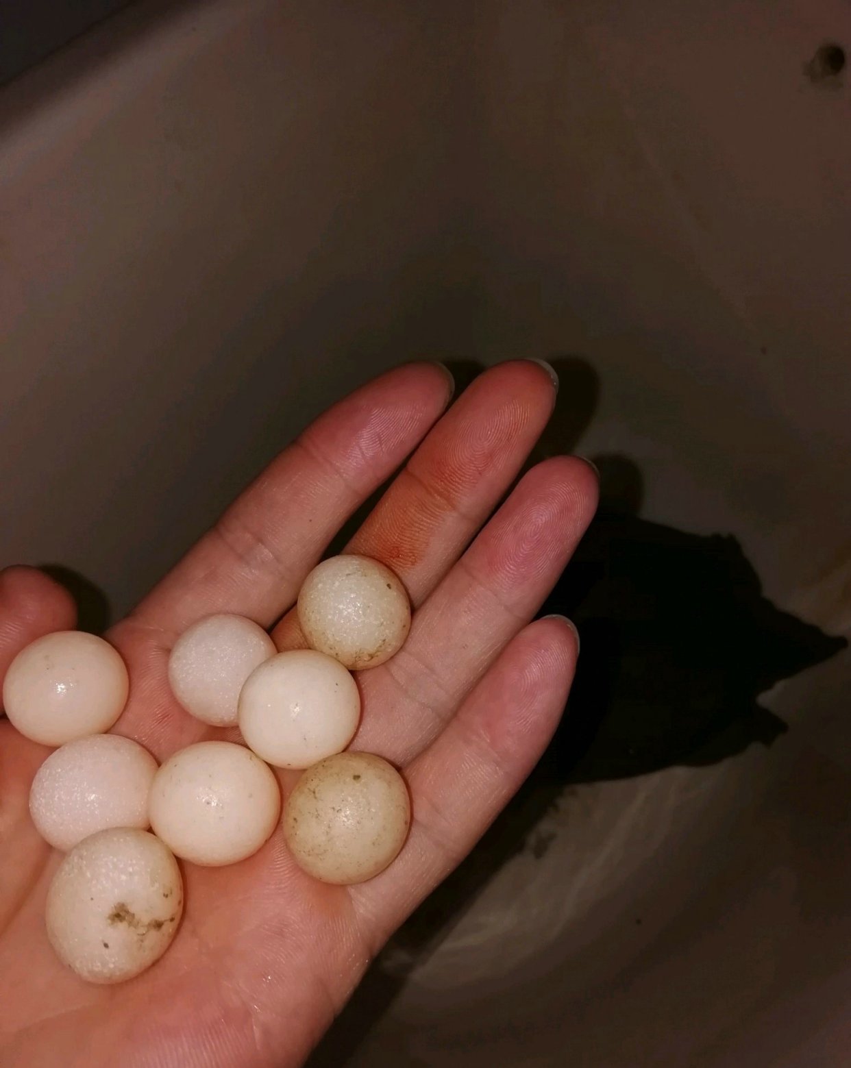 野生甲鱼养了快一年突然下蛋,男子钓到两条鱼回家饲养