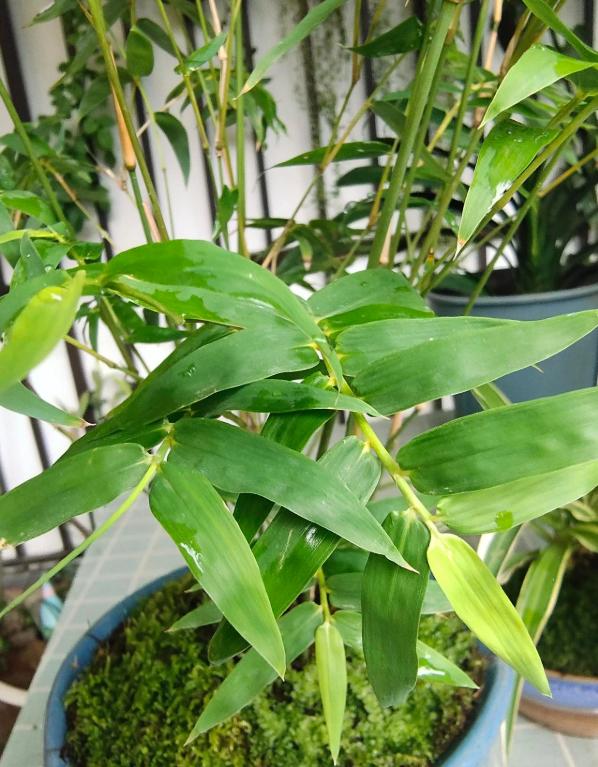 把竹子种在院子里行吗,什么样的花盆栽竹子好看