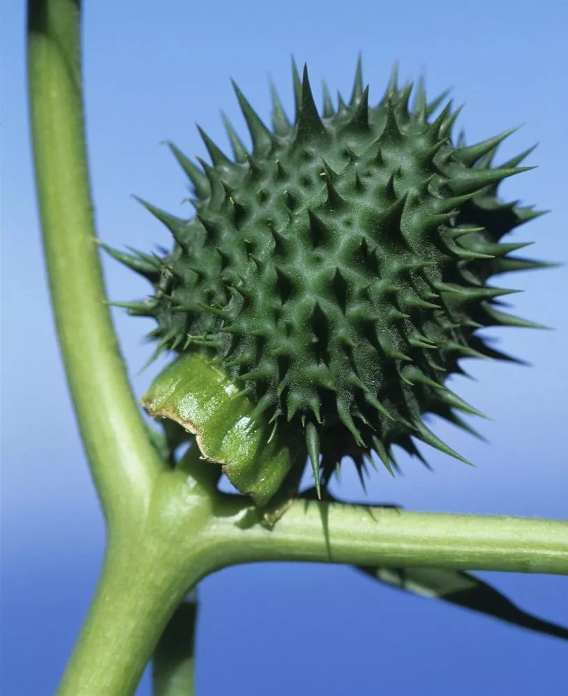 灵魂摆渡曼珠沙华的结局,灵魂摆渡的旁白曼珠沙华