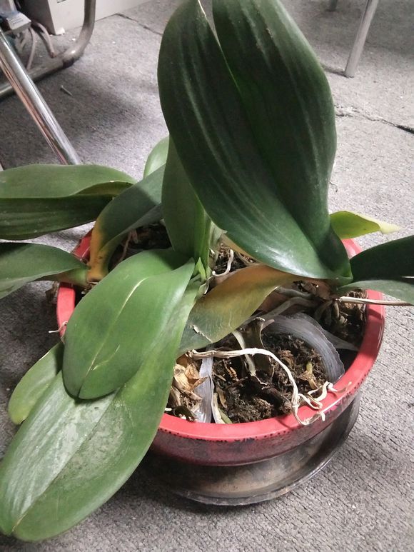 蝴蝶兰烂根方法和技巧,蝴蝶兰烂根怎么养