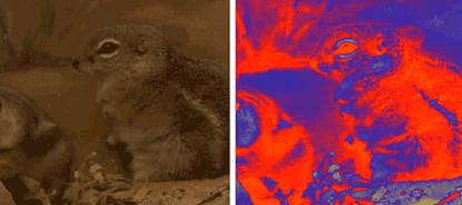 树懒那么慢，蛇一口一个准，为何还没被吃绝？树懒：它找不到我