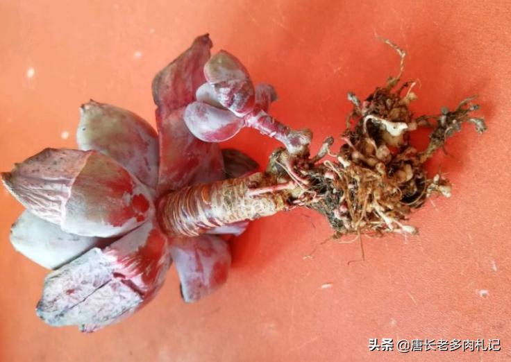 多肉蚜虫蚧壳虫,收到的多肉有蚜虫介壳虫还能种吗