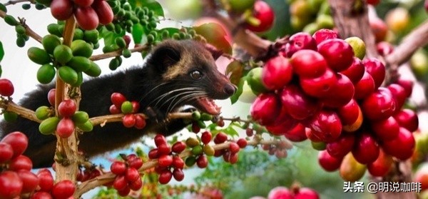 你听说过猫屎咖啡吗,猫屎咖啡的真相