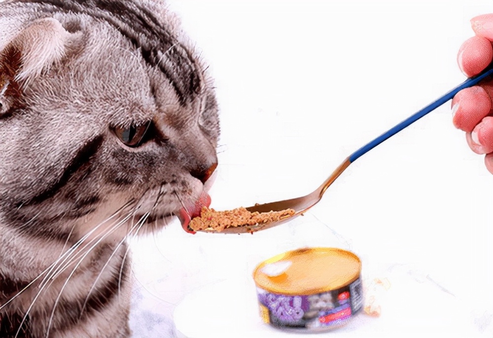 幼猫口炎最初特征,幼猫口炎牙龈红