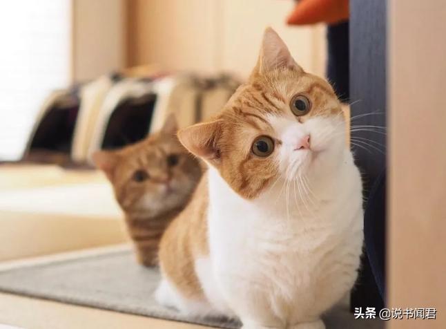 短腿猫是有多可爱,短腿猫有多可爱