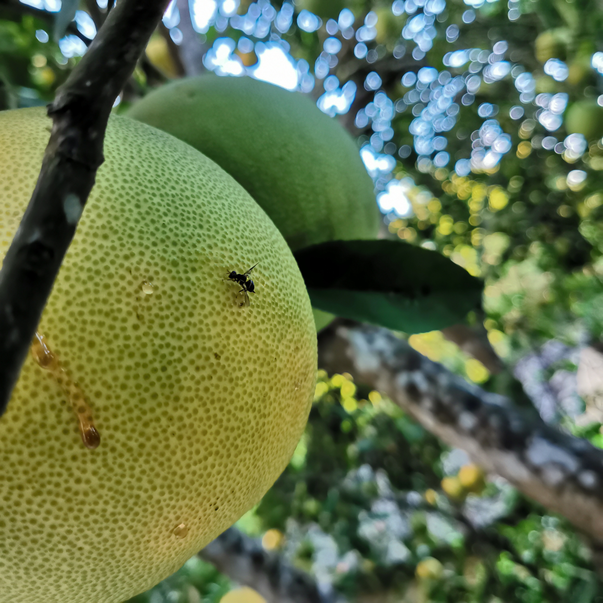 柚子自然脱落的原因,柚子大量落果是什么原因