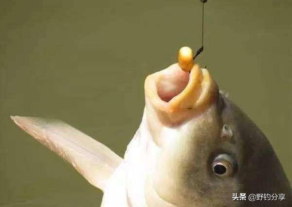 用尾巴钓鲨鱼你的鱼饵真独特,用尾巴钓鱼的感受