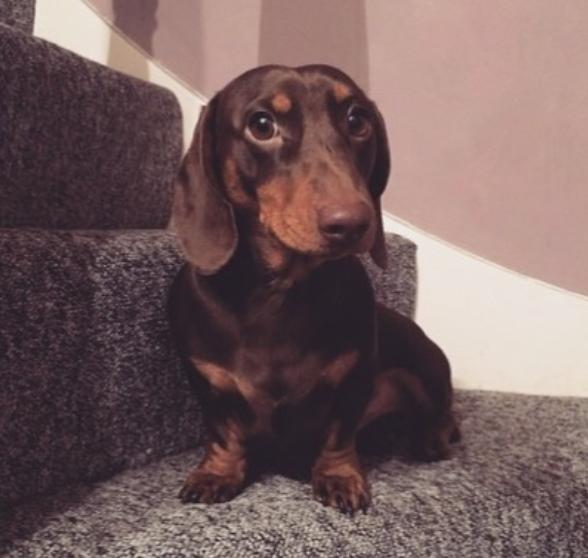 狗狗的尾巴下垂是不开心吗,狗狗尾巴尖下垂