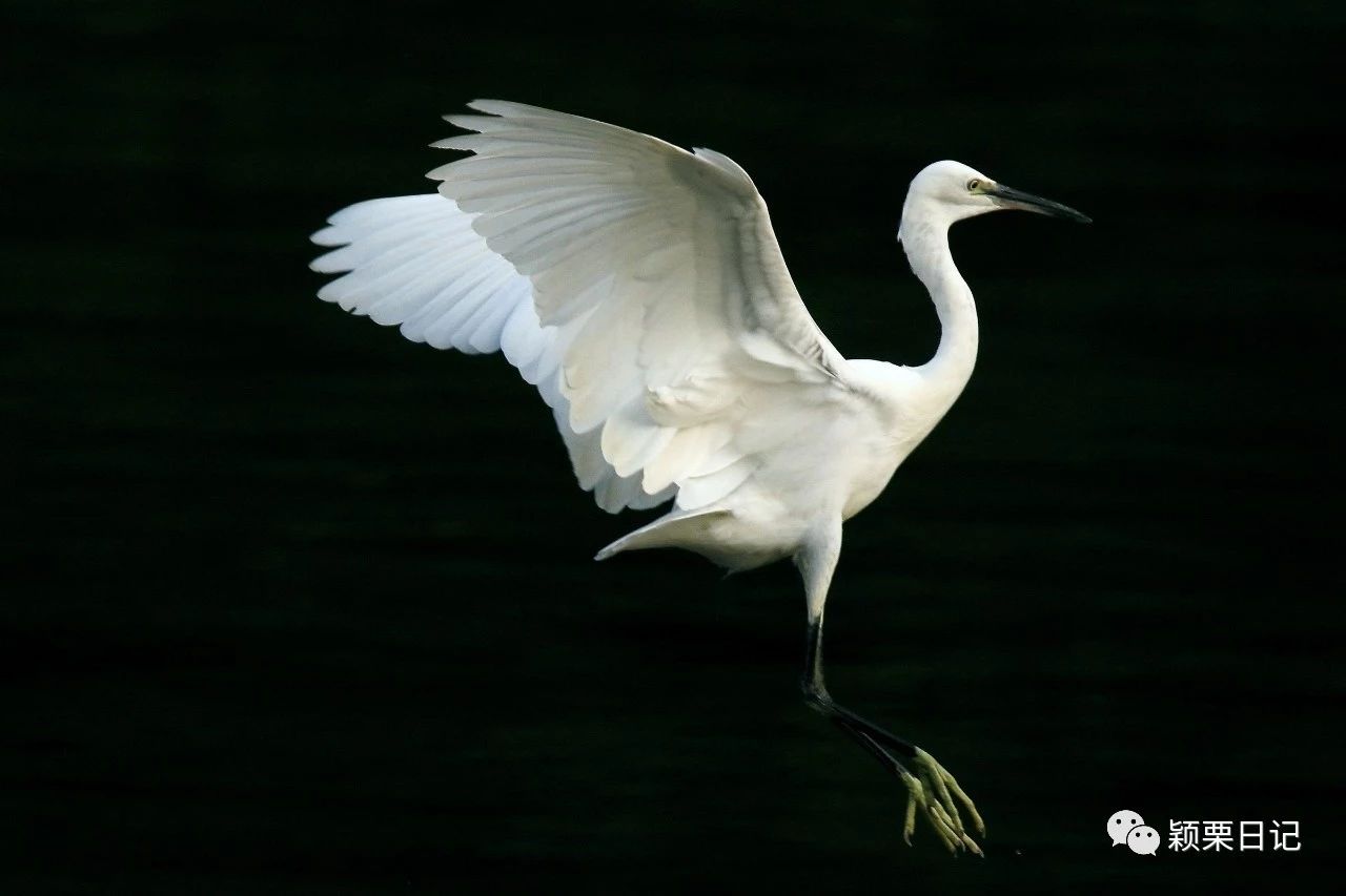 关于白鹭的资料,关于白鹭的资料五年级