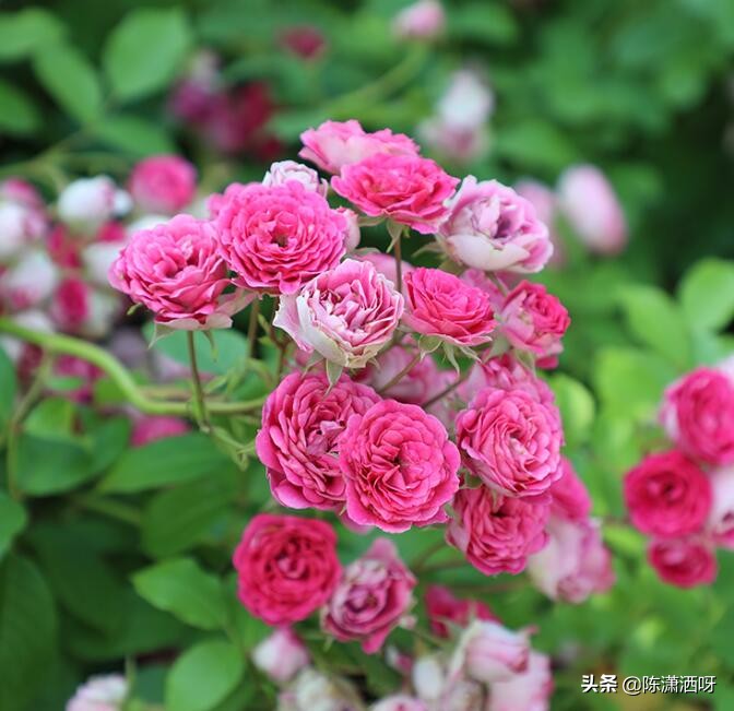 中国月季红色浓香,13种中国红月季让你美个爆