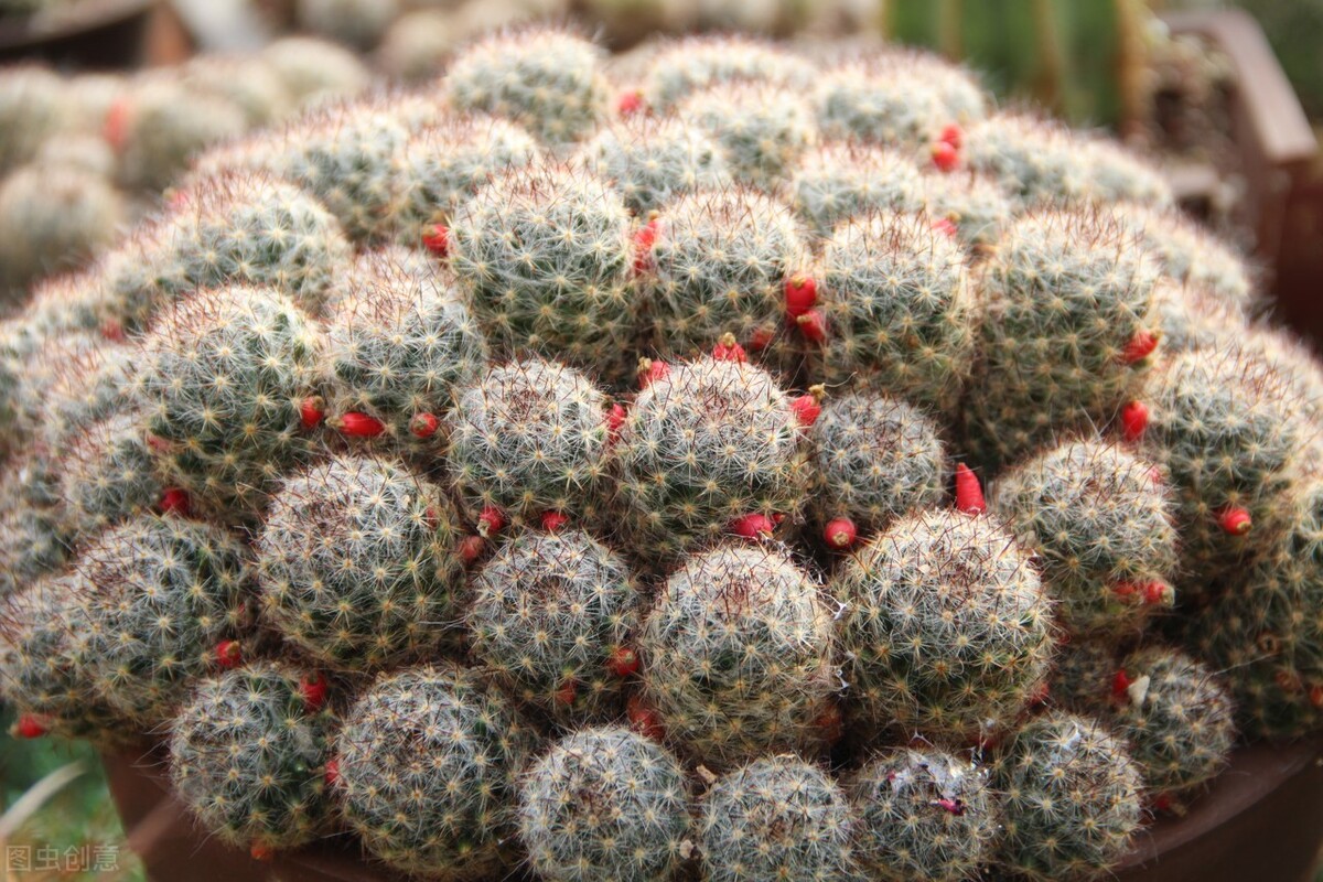 潜力巨大的5种多肉，小苗几块钱，老桩上万，你家要有，好好珍惜