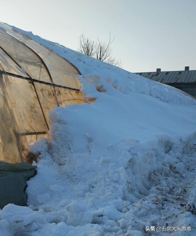东北水稻怎样防冻,农业低温雨雪天气应对措施