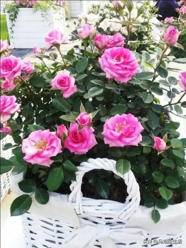 月季下面的芽点是不是要去掉,月季每个叶片都发了芽点怎么处理