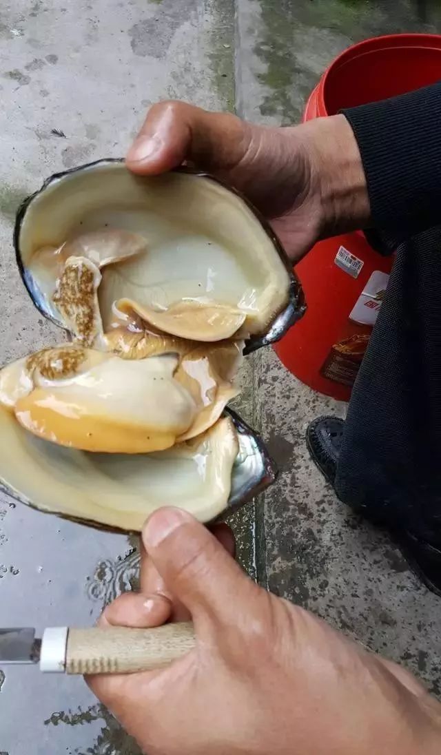 河蚌先生,河蚌先生啥意思