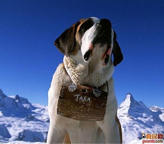 狗狗大全,送给喜欢狗的人）