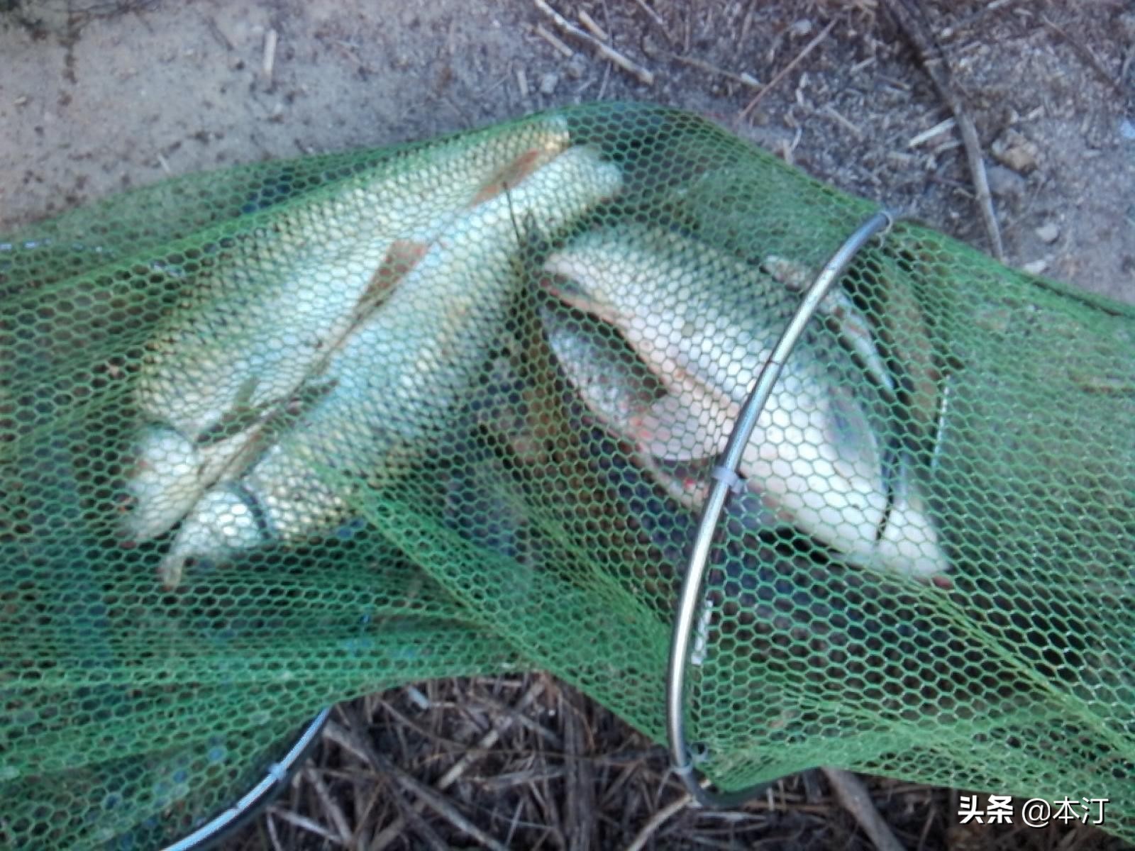 钓鱼怎么选择窝子,石窝钓鲤鱼钓法