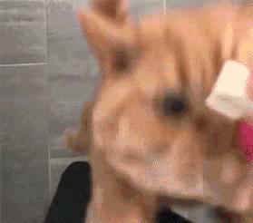 正确的抱猫姿势到底是怎样的？原来一直以来我都抱错了...