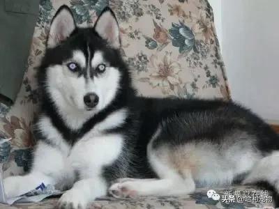 阿拉斯加雪橇犬和哈士奇区别,阿拉斯加雪橇犬和哈士奇