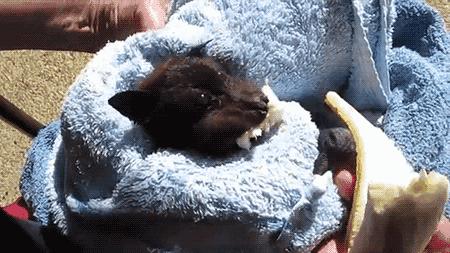 上海多名居民家中发现蝙蝠,家里进的蝙蝠会咬人吗