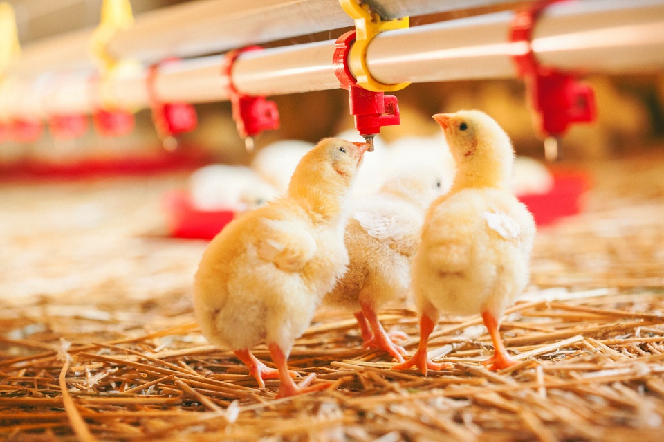 农村投资几万块做什么小生意好,在乡下投资什么最有前景