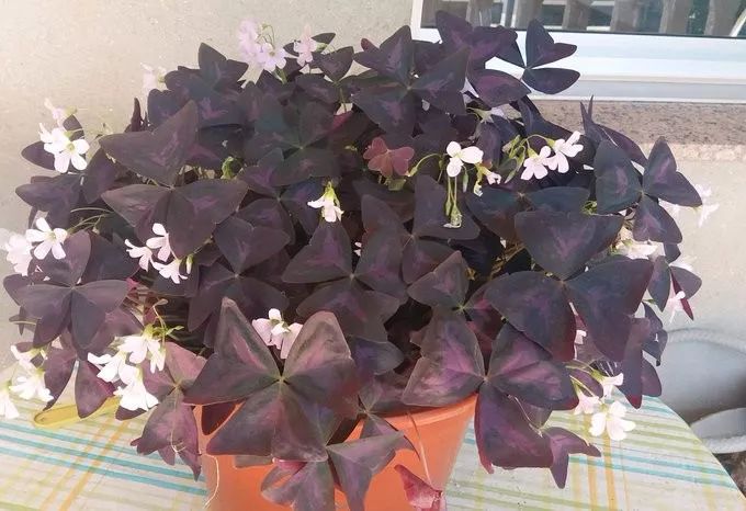 紫色幸运草的盆栽方法什么季节种,紫色幸运草块茎怎么种