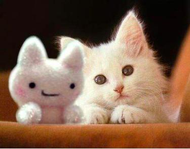 猫粮买哪个最好,营养猫粮罐头怎么选购