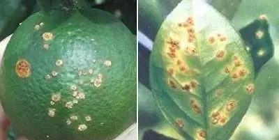 柑橘病虫害最新防治技术,柑橘病虫害详解视频教程