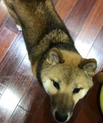 怎么辨别柴犬的黑毛能不能褪,我家柴犬尾巴有点黑