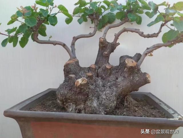 盆景悬崖桩怎么做,学会这5个点很必要