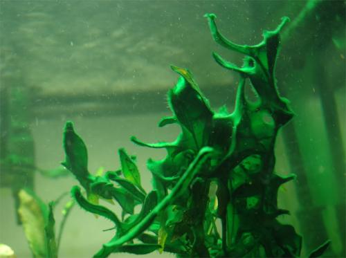 草缸常见10种藻类的解决方法,怎么培养草缸里面的藻类