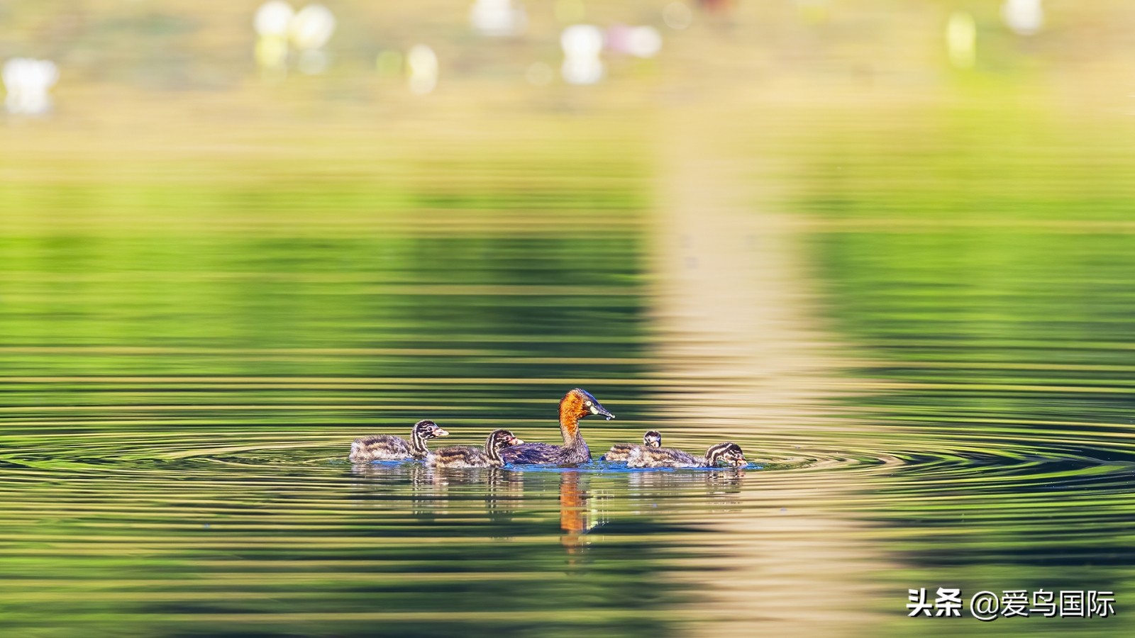 鸟类欣赏,鸟类观鸟图片