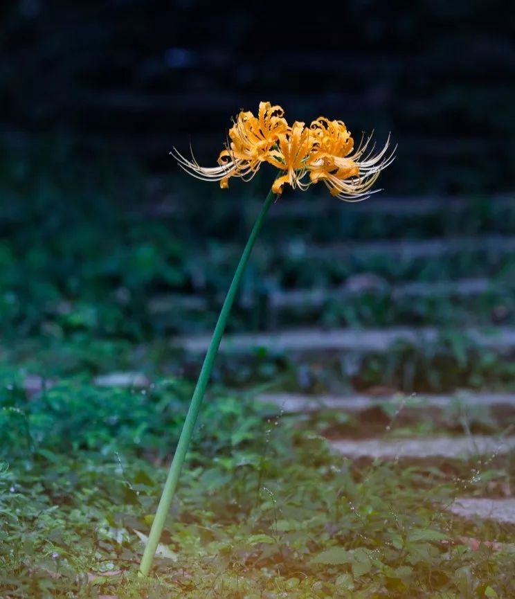 灵魂摆渡曼珠沙华的结局,灵魂摆渡的旁白曼珠沙华