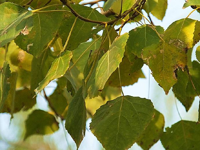 杨树种植技术及病虫害防治,三年生的杨树春天防病虫害怎么防