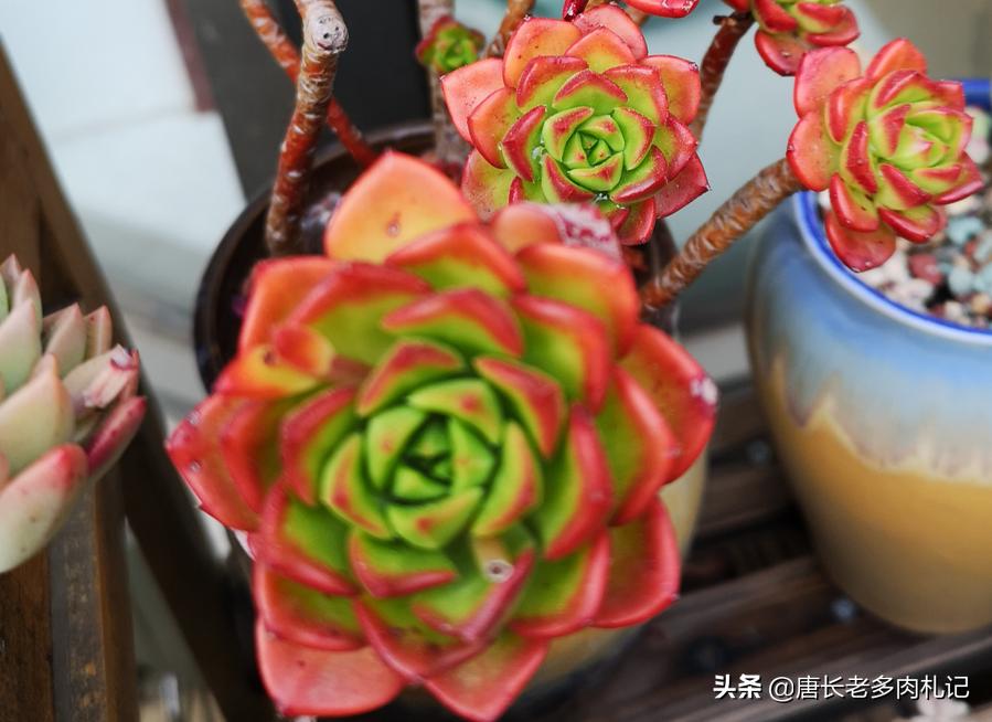 多肉蒂亚根坏了怎么办,多肉蒂亚生虫了怎么办