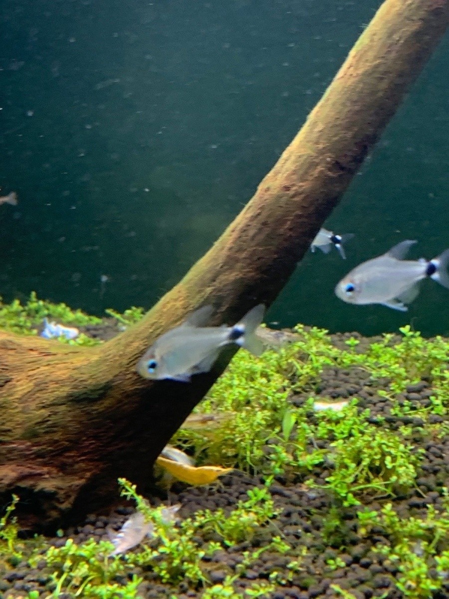 观赏鱼小型宝莲灯鱼,小型观赏鱼鱼灯推荐