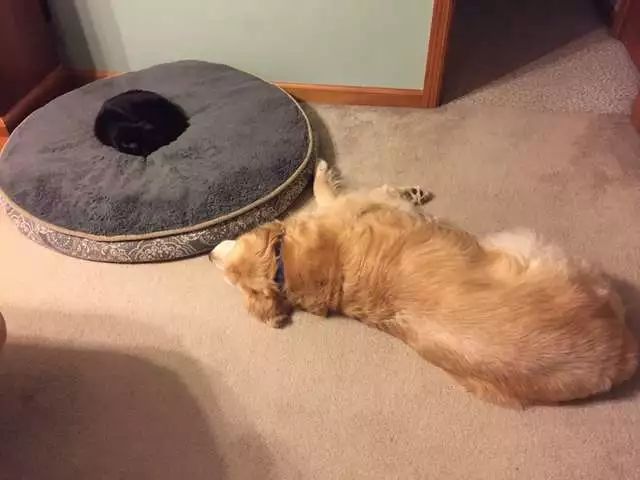 黑猫最后牺牲了吗,黑猫死后狗子伤心