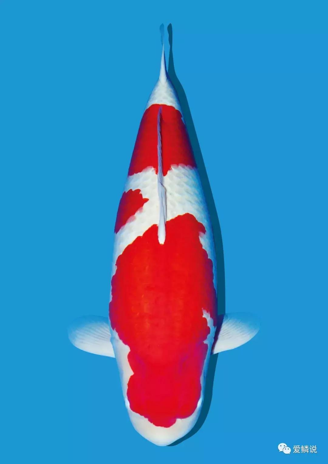 水体PH异常如何正确处理？很多人忽视了这点