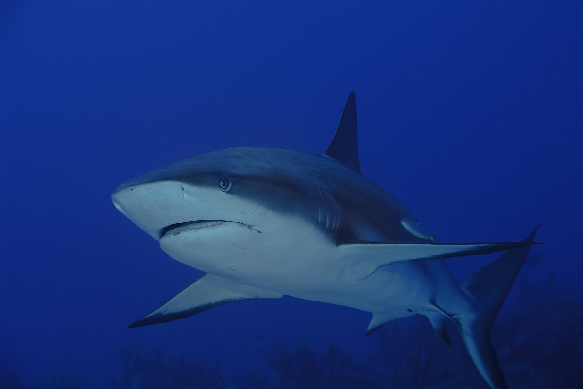 荷维湾水上活动精彩纷呈，全年无休，期待着你的光临