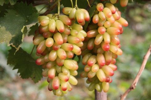 100种葡萄品种大全,12种热门葡萄